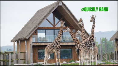 west midlands safari park lodges